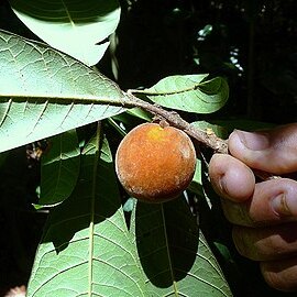 Pouteria macahensis unspecified picture