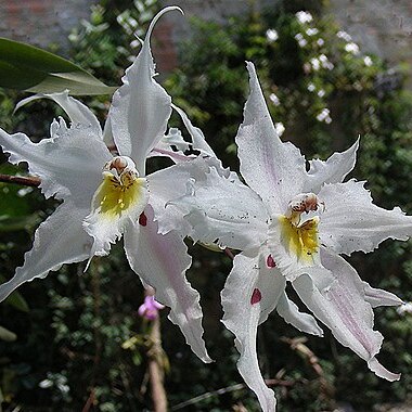 Oncidium alexandrae unspecified picture