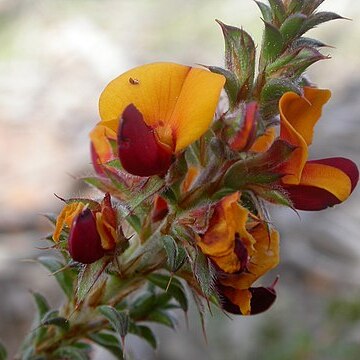 Pultenaea procumbens unspecified picture