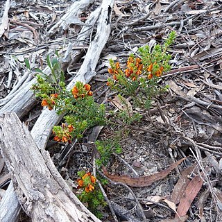 Pultenaea procumbens unspecified picture