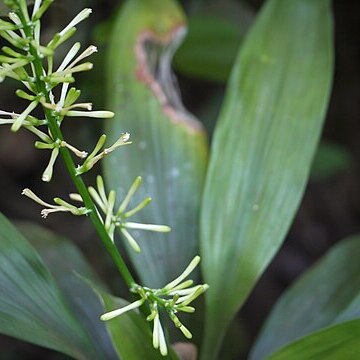 Dracaena terniflora unspecified picture