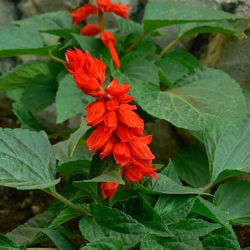 Salvia unspecified picture