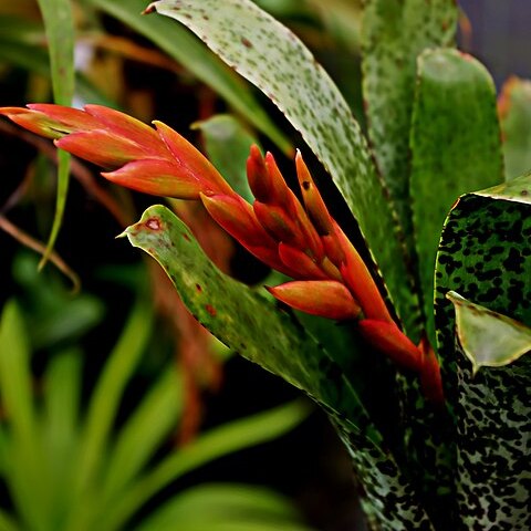 Tillandsia brenneri unspecified picture