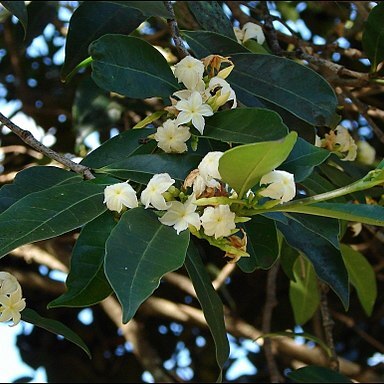 Mascarenhasia arborescens unspecified picture