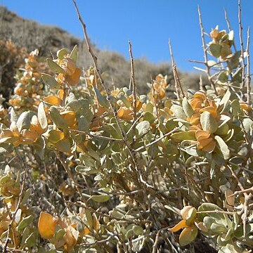 Atriplex confertifolia unspecified picture