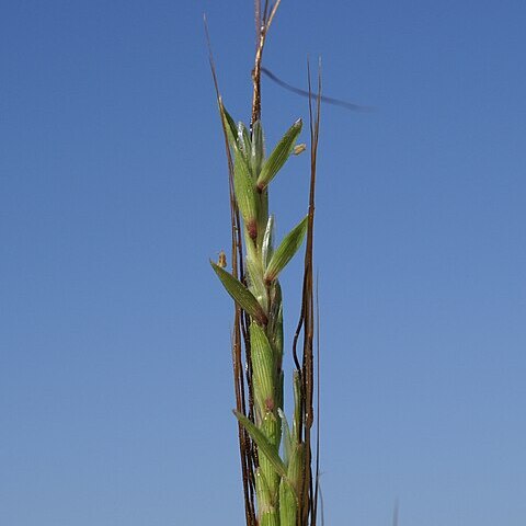 Dichanthium tenue unspecified picture