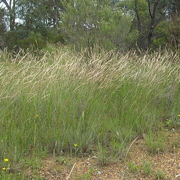 Dichelachne micrantha unspecified picture