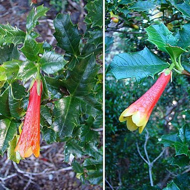 Desfontainia fulgens unspecified picture