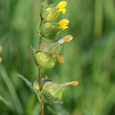 Rhinanthus borbasii unspecified picture