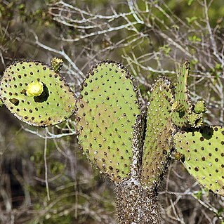 Opuntia insularis unspecified picture