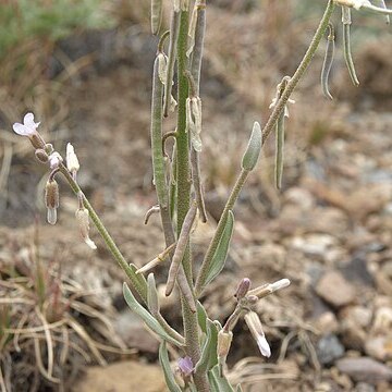 Boechera puberula unspecified picture