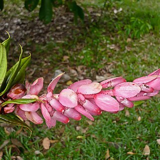 Cavendishia fortunensis unspecified picture