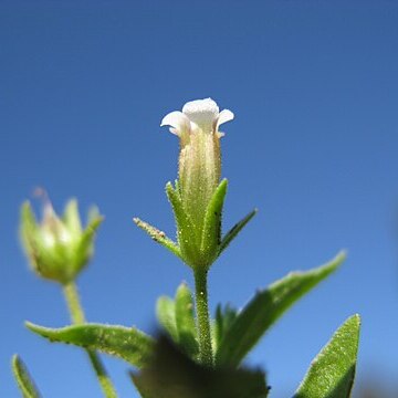 Gratiola pedunculata unspecified picture