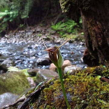 Pterostylis pedunculata unspecified picture