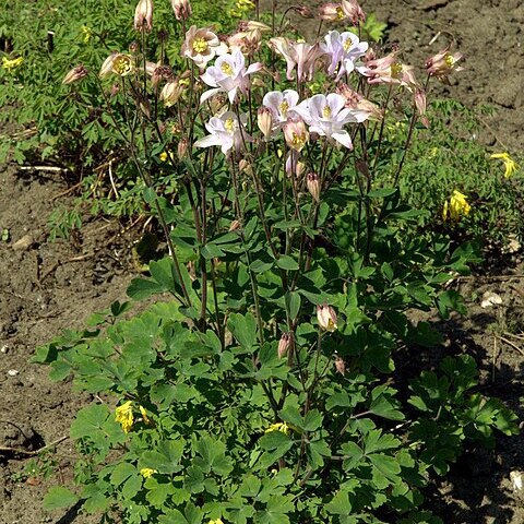 Aquilegia ottonis unspecified picture