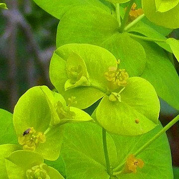 Euphorbia paniculata unspecified picture