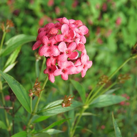 Arachnothryx leucophylla unspecified picture