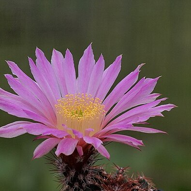 Echinocereus weinbergii unspecified picture