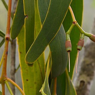 Amyema bifurcata unspecified picture