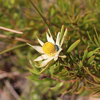 Leucadendron spissifolium subsp. natalense unspecified picture