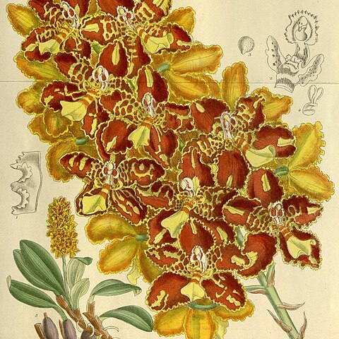 Otoglossum chiriquense unspecified picture