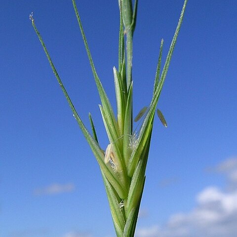 Anthosachne multiflora unspecified picture