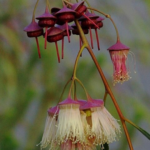 Eucalyptus synandra unspecified picture