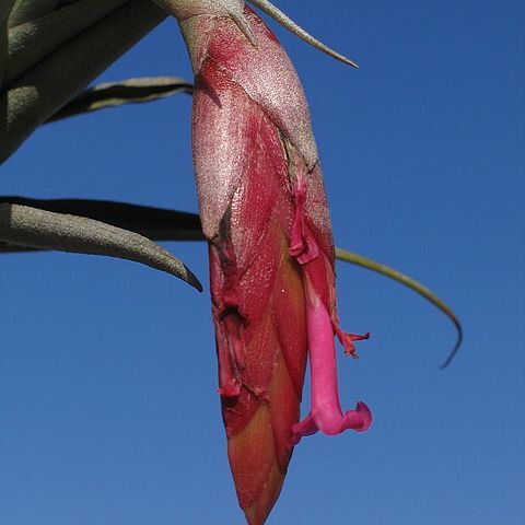 Tillandsia pseudomicans unspecified picture