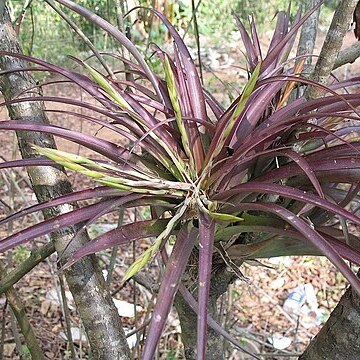 Tillandsia flabellata unspecified picture