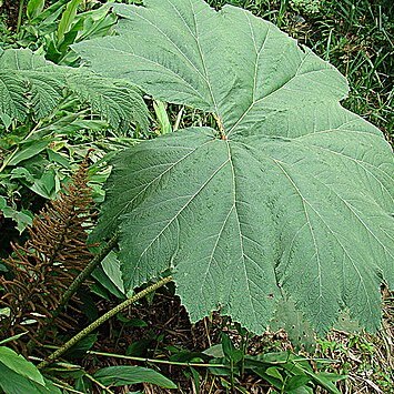 Gunnera tayrona unspecified picture