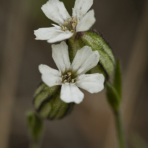 Silene involucrata unspecified picture