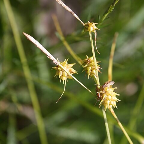 Carex lutea unspecified picture