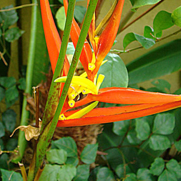 Heliconia venusta unspecified picture