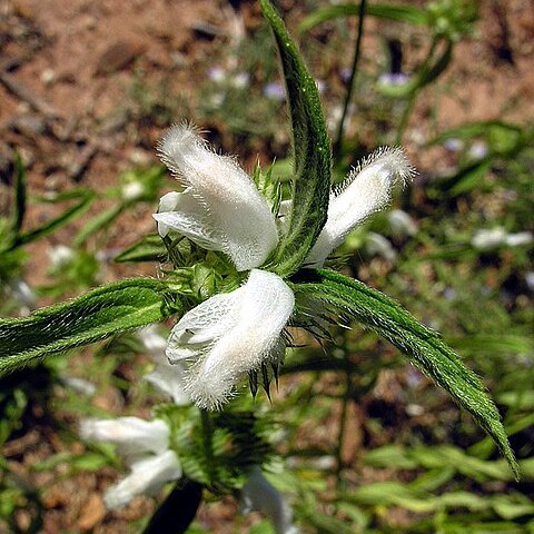 Leucas milanjiana unspecified picture