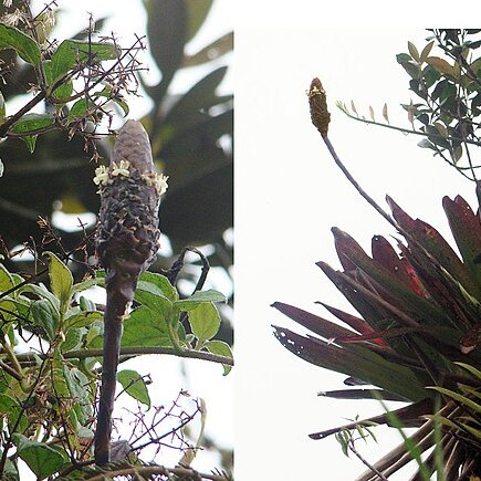 Guzmania coriostachya unspecified picture