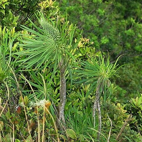 Lobelia yuccoides unspecified picture