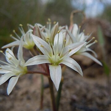 Allium nevadense unspecified picture