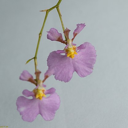 Tolumnia sylvestris unspecified picture