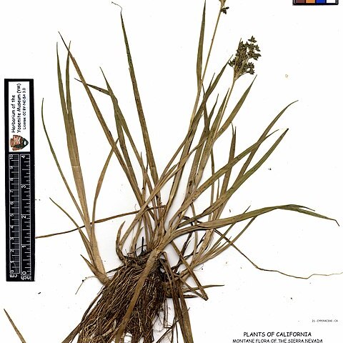 Scirpus congdonii unspecified picture