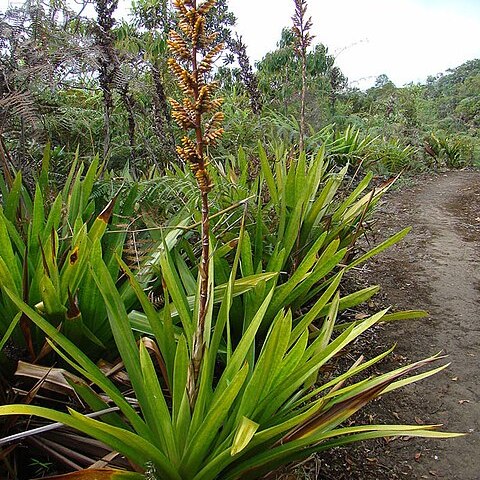 Guzmania diffusa unspecified picture