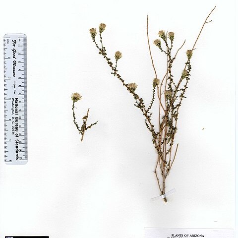 Brickellia frutescens unspecified picture