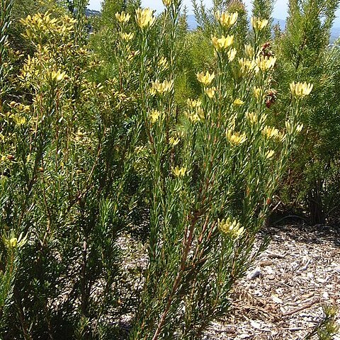 Leucadendron chamelaea unspecified picture