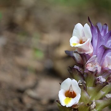 Curcuma karnatakensis unspecified picture