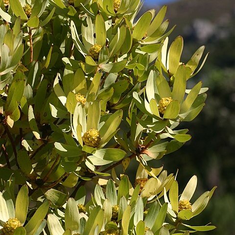 Leucadendron tinctum unspecified picture