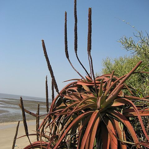 Aloe spicata unspecified picture