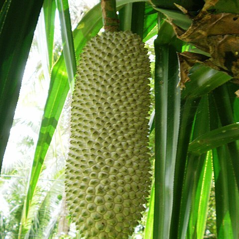 Pandanus simplex unspecified picture