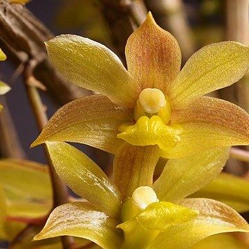 Dendrobium ionopus unspecified picture