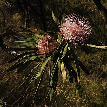 Protea curvata unspecified picture