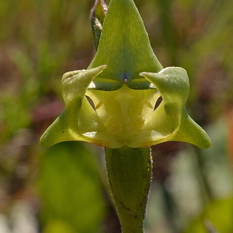 Disperis cucullata unspecified picture