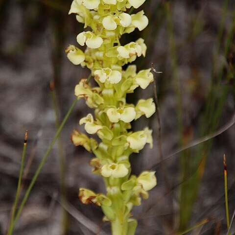 Pterygodium volucris unspecified picture